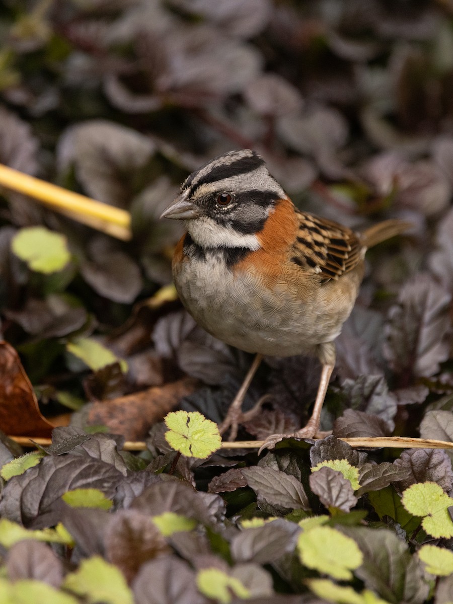 Rufous-collared Sparrow - ML643739517