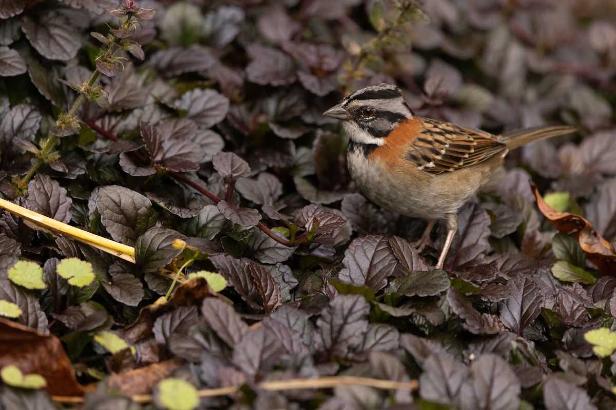 Rufous-collared Sparrow - ML643739518