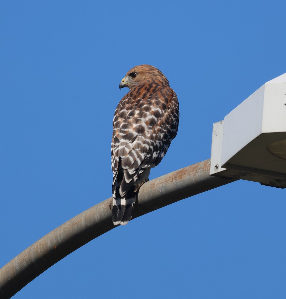 Red-shouldered Hawk - ML643739520