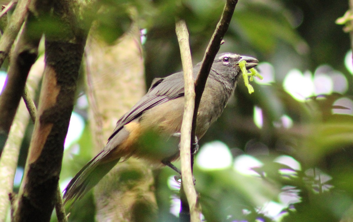 Cinnamon-bellied Saltator - ML643739526
