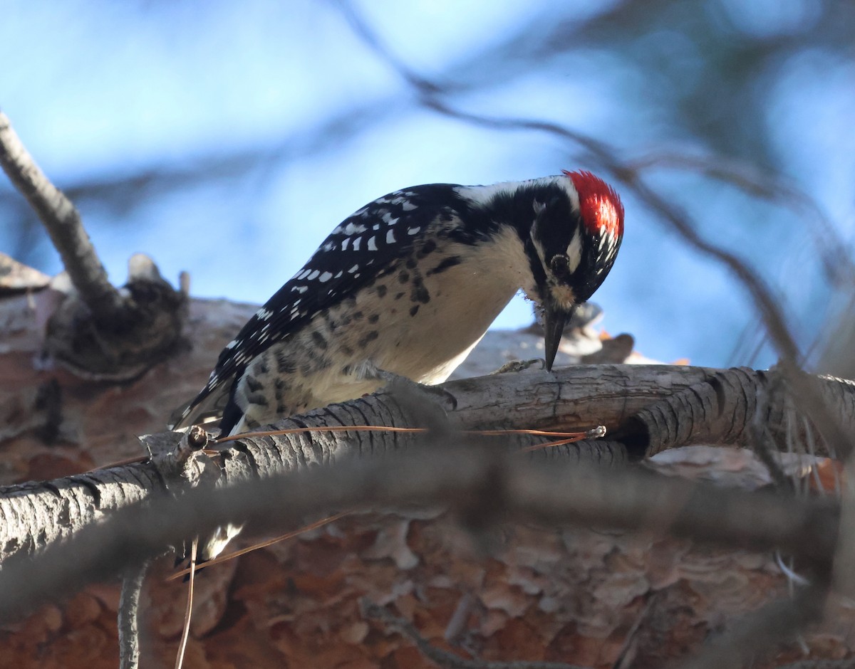 Nuttall's Woodpecker - ML643739529