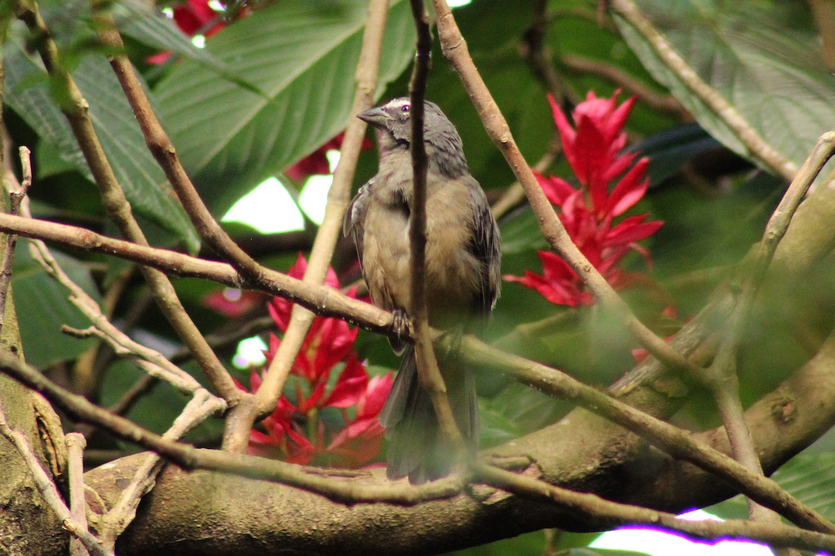 Cinnamon-bellied Saltator - ML643739532