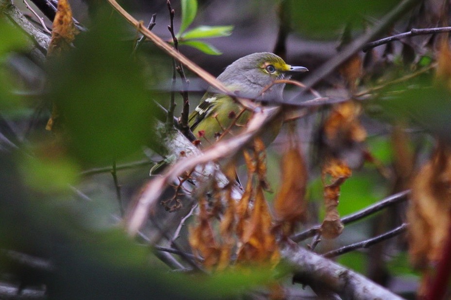 Weißaugenvireo - ML643739535