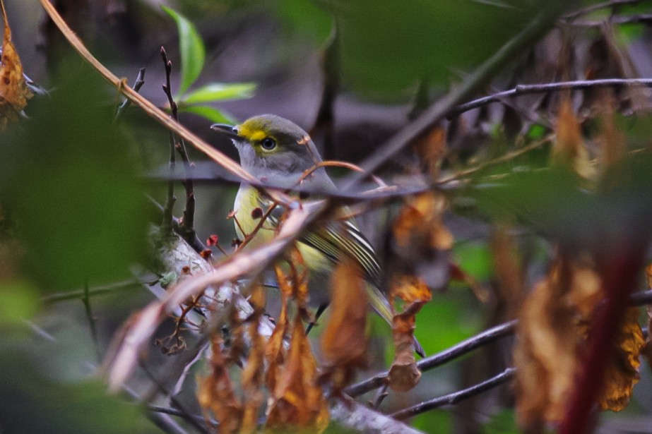 Weißaugenvireo - ML643739536