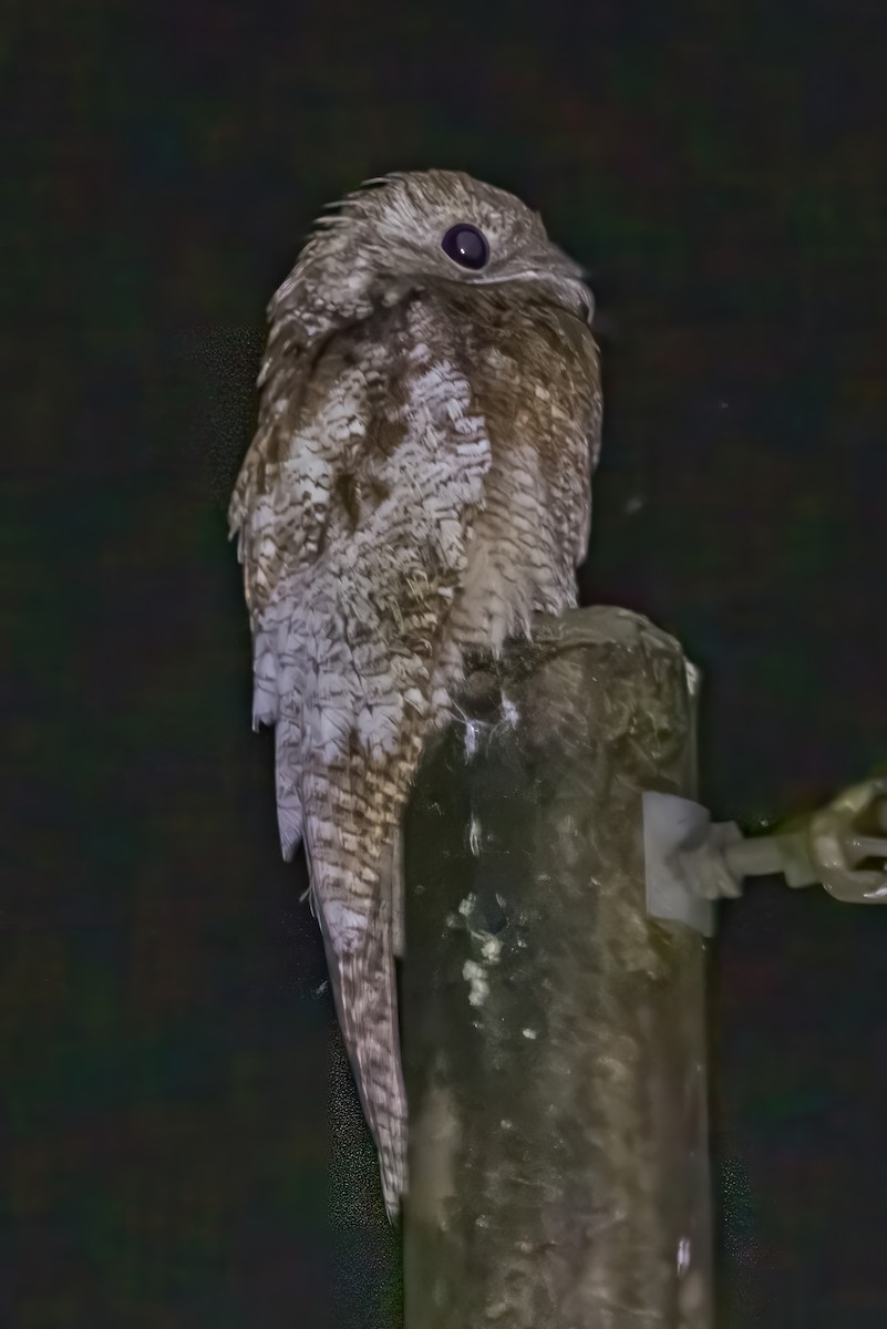 Great Potoo - ML643739537
