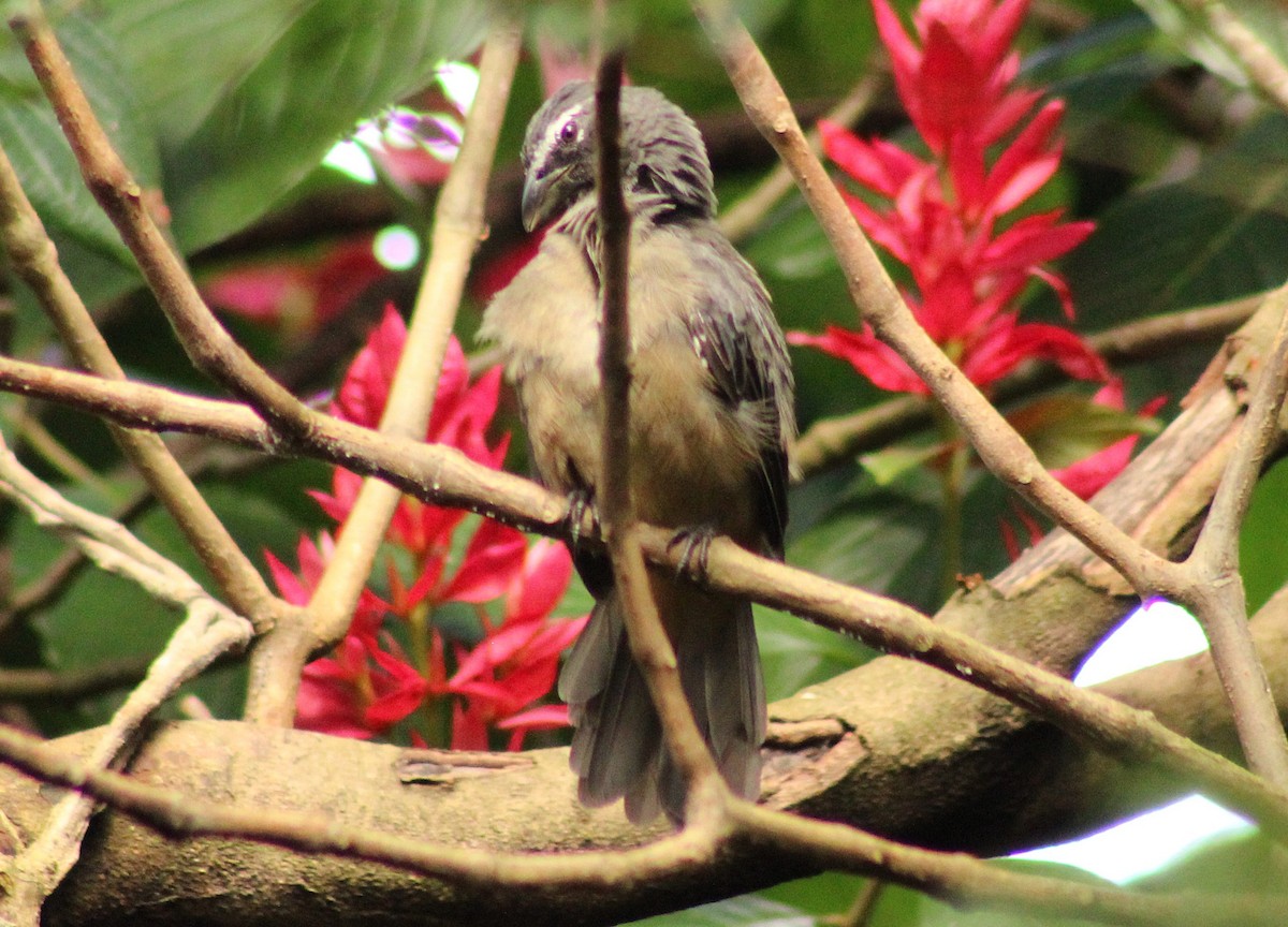 Cinnamon-bellied Saltator - ML643739538