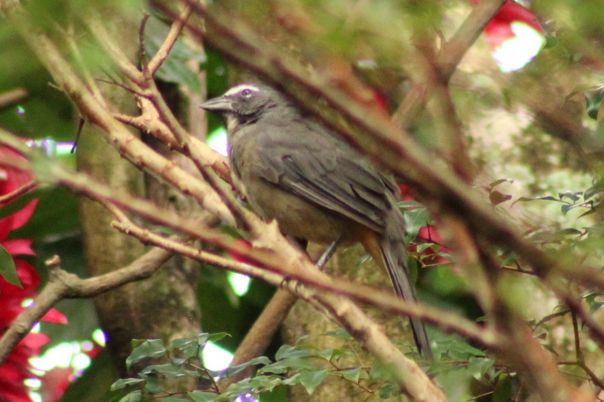 Cinnamon-bellied Saltator - ML643739539
