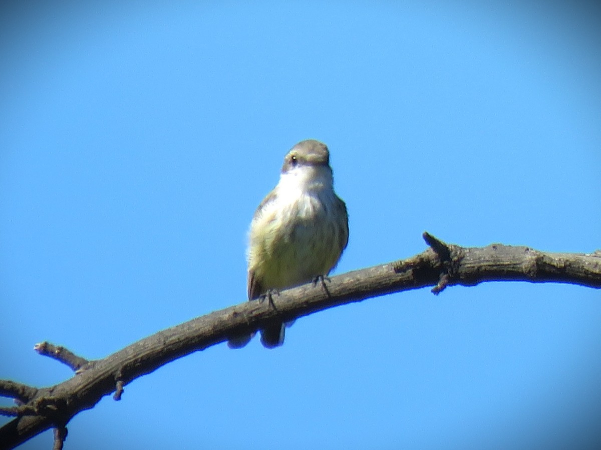 Vermilion Flycatcher - ML643739540