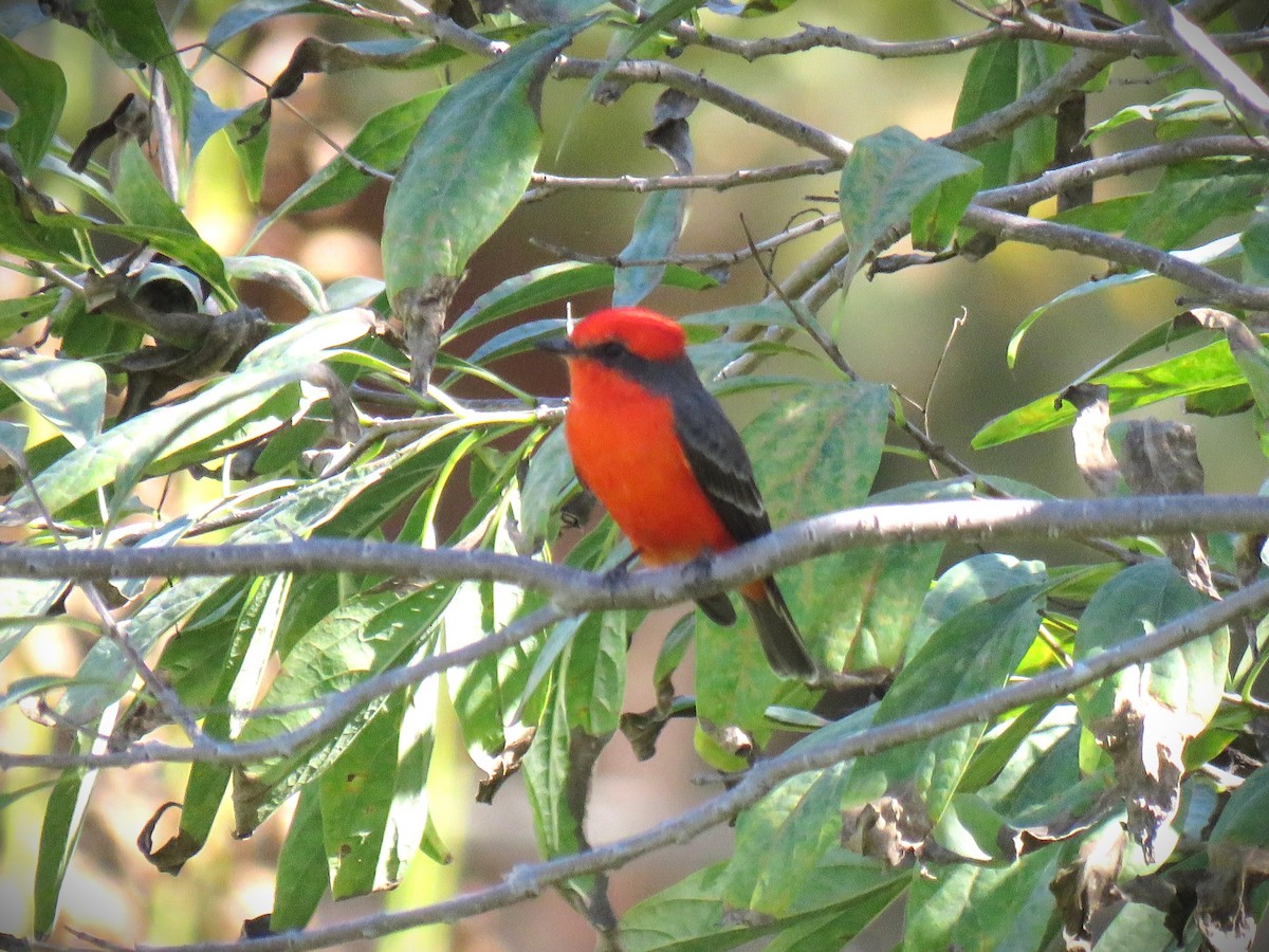 Vermilion Flycatcher - ML643739541