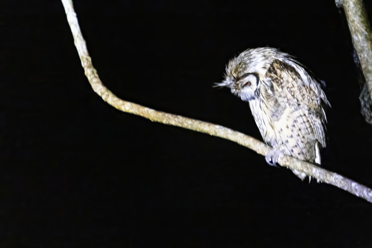 Striped Owl - ML643739551