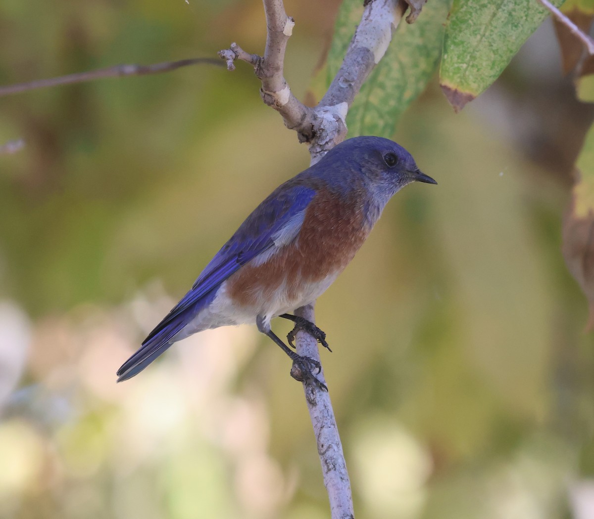 Western Bluebird - ML643739556