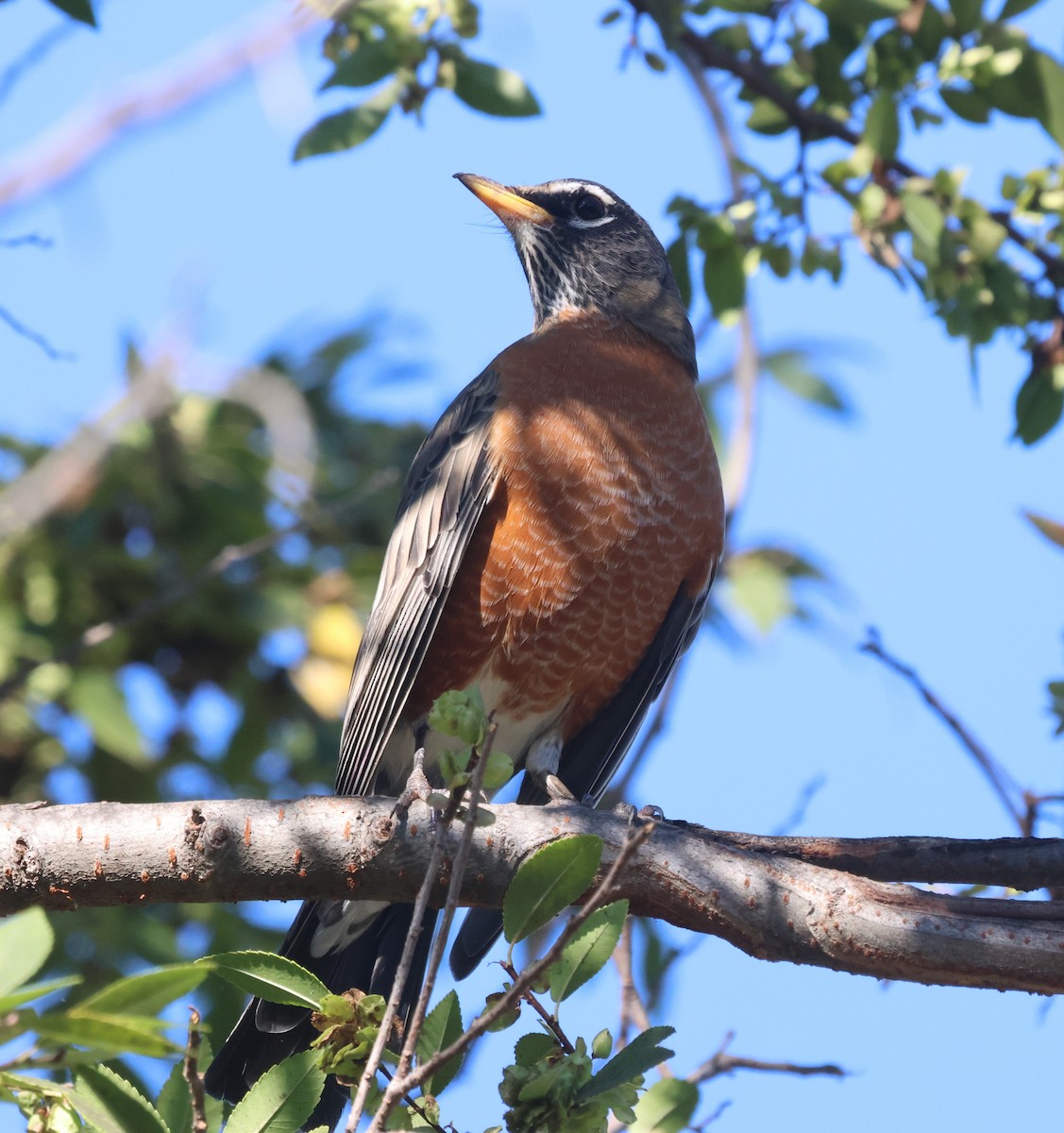 American Robin - ML643739582