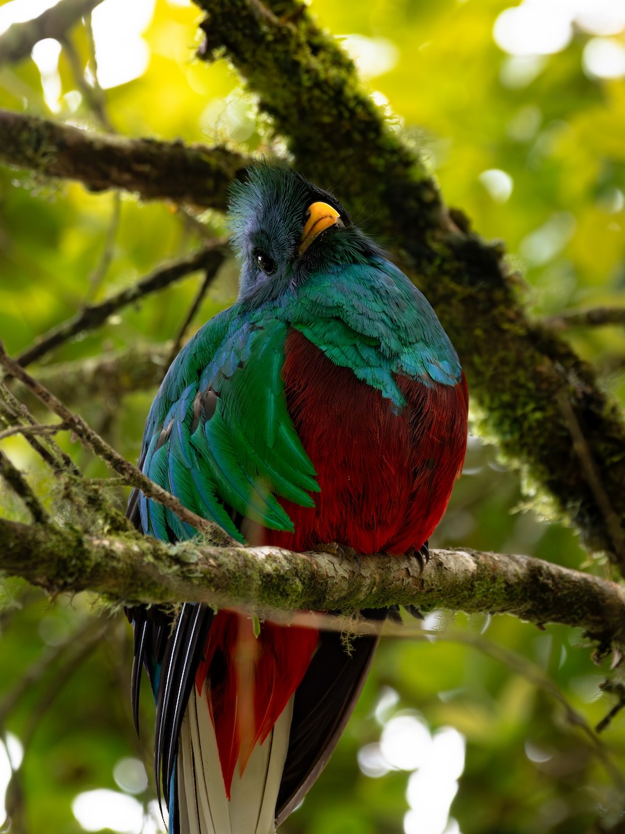 Resplendent Quetzal - ML643739586