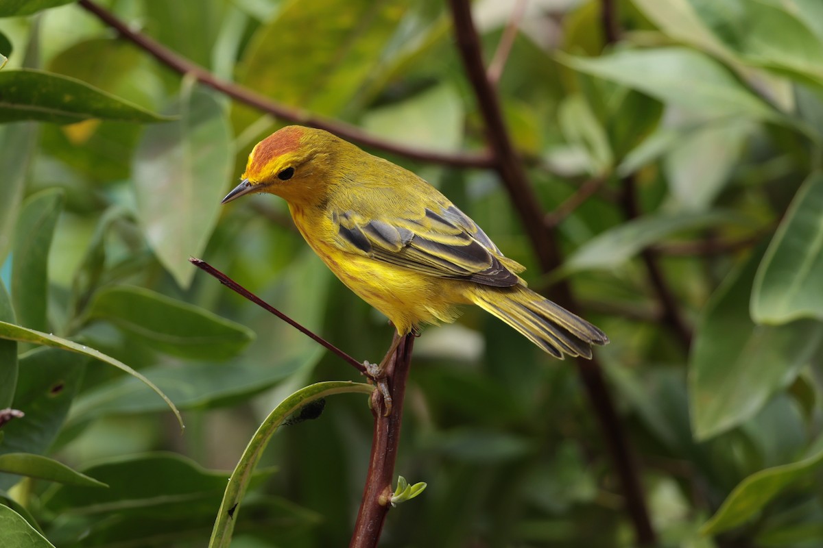 Yellow Warbler (Mangrove) - ML643739597