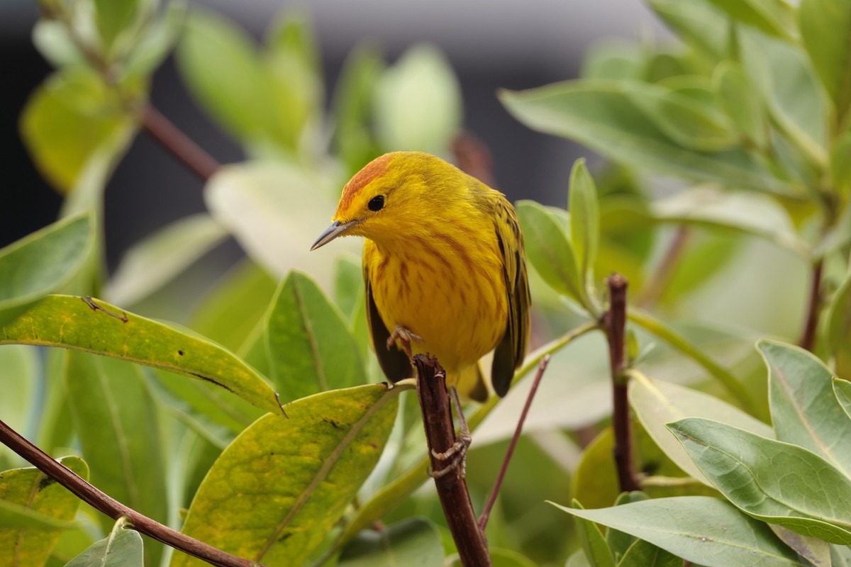 Yellow Warbler (Mangrove) - ML643739598