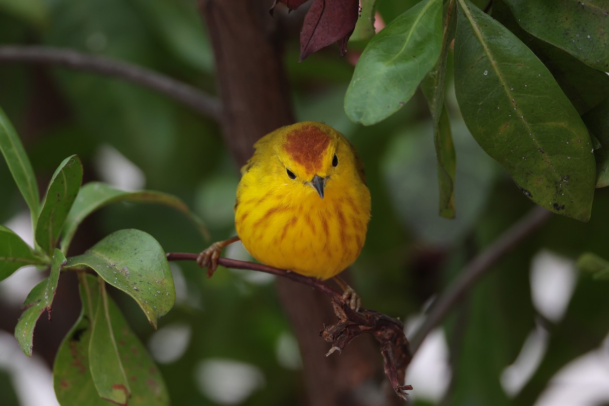 Yellow Warbler (Mangrove) - ML643739599