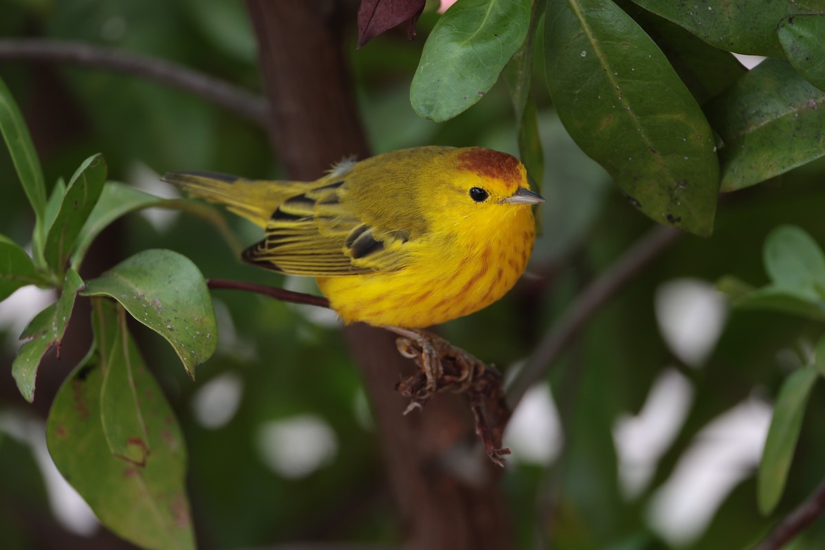 Yellow Warbler (Mangrove) - ML643739600