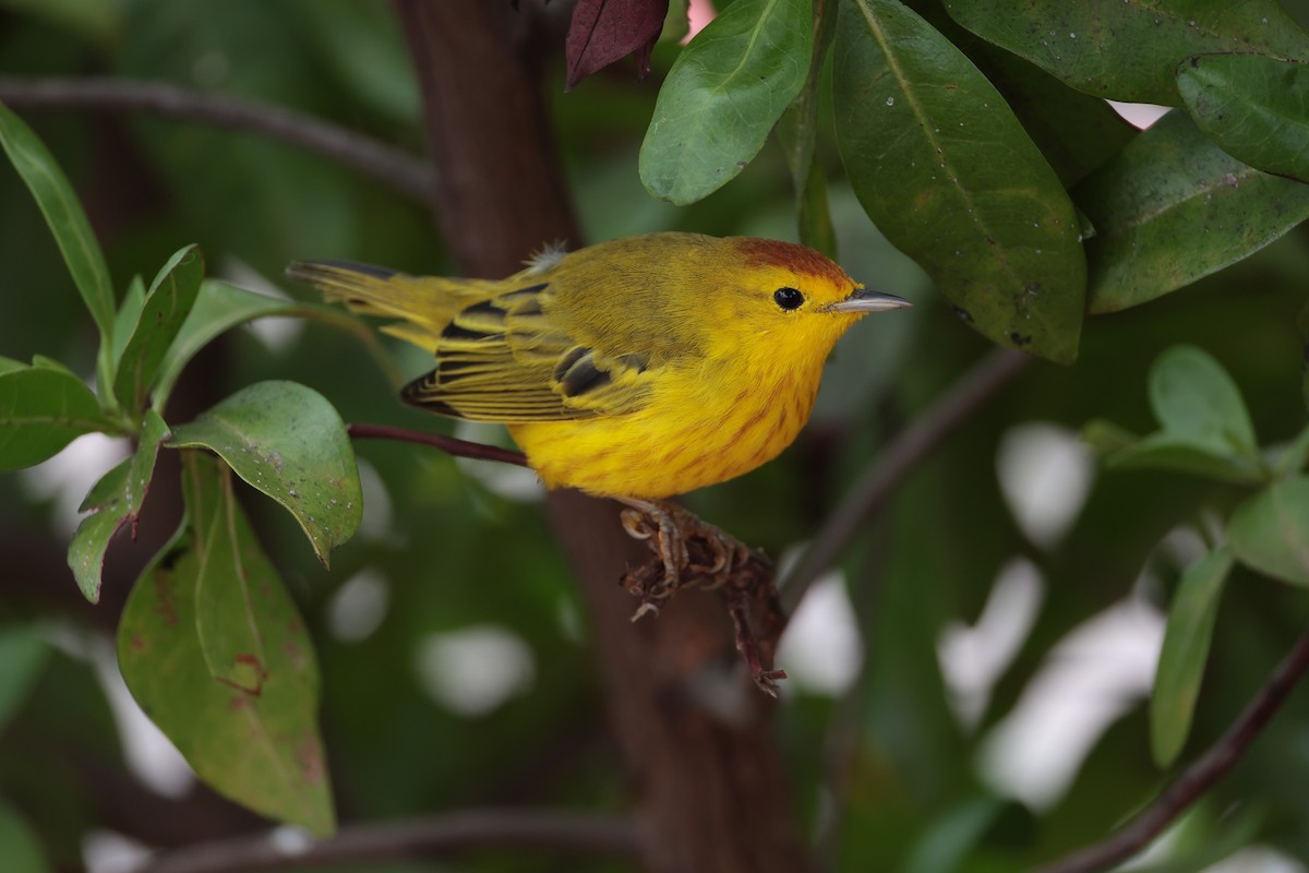 Yellow Warbler (Mangrove) - ML643739601