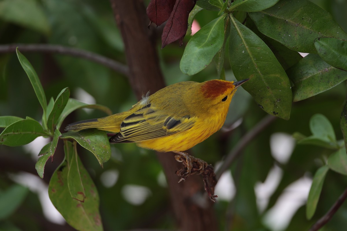 Yellow Warbler (Mangrove) - ML643739602