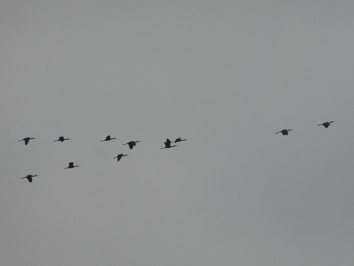 White-faced Ibis - ML643739635