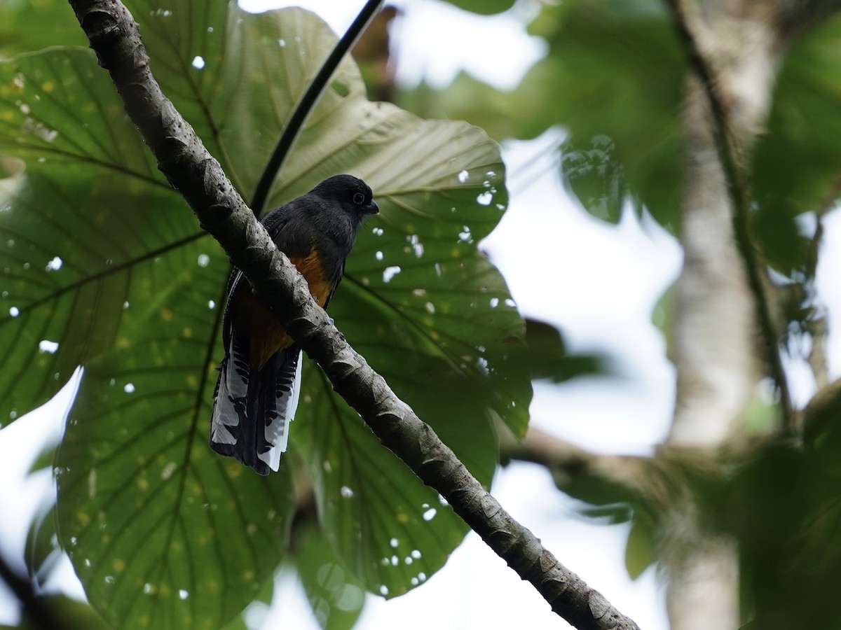 White-tailed Trogon - ML643739649