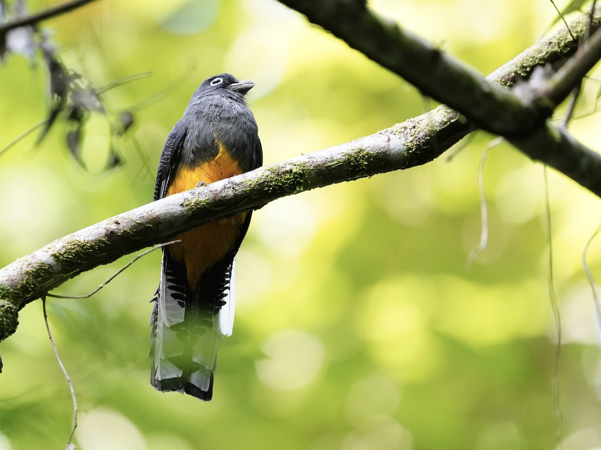 White-tailed Trogon - ML643739650