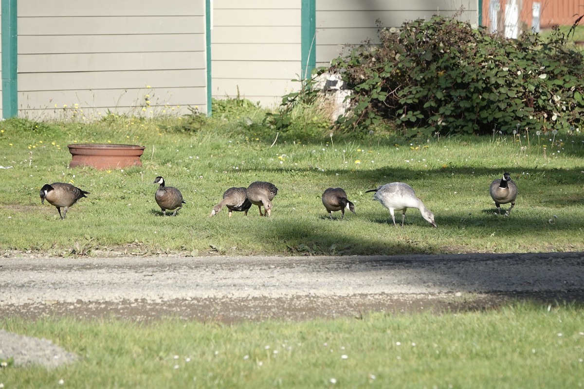 Greater White-fronted Goose - ML643739662