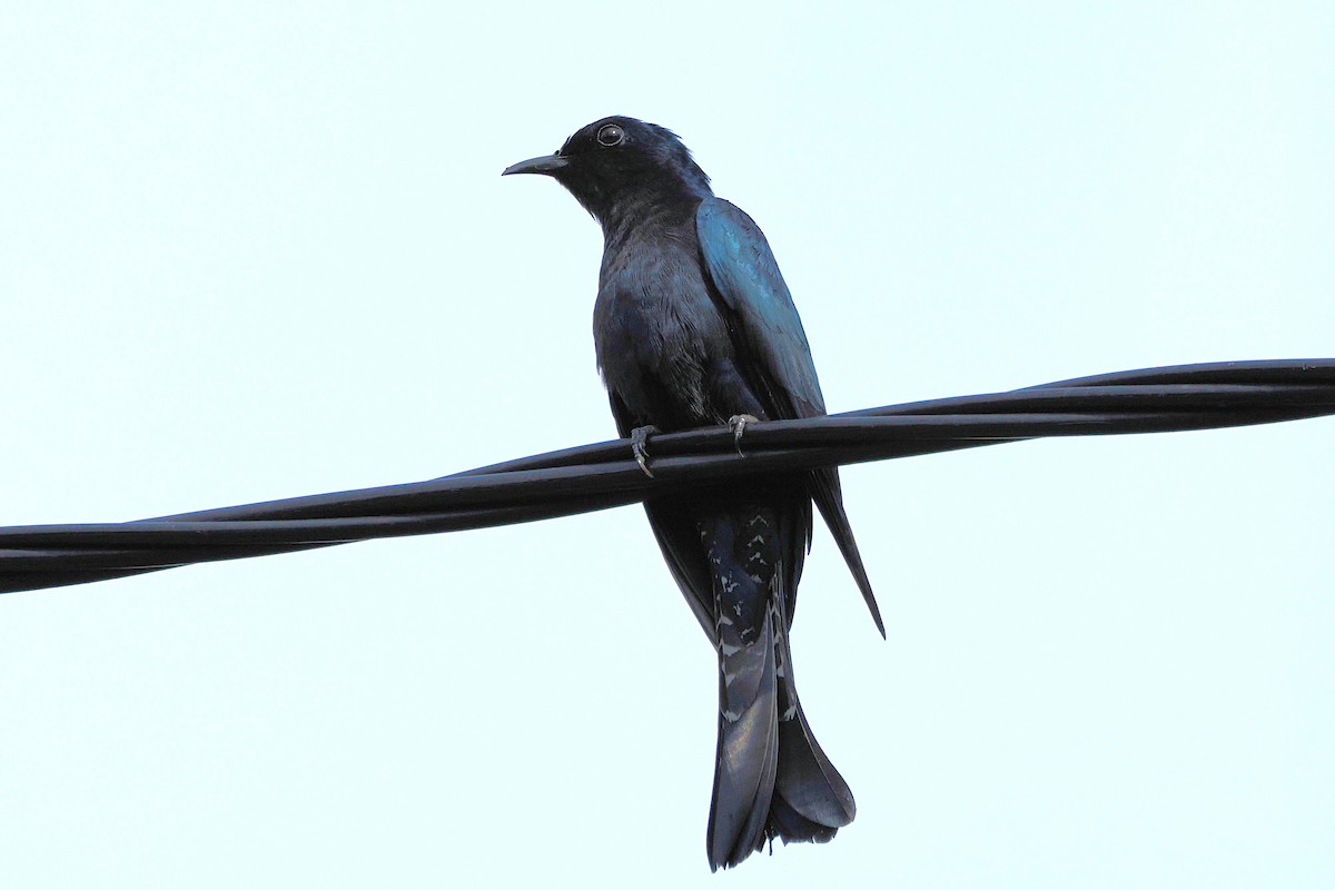 Square-tailed Drongo-Cuckoo - ML643739665
