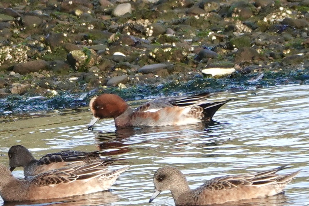 Eurasian Wigeon - ML643739672