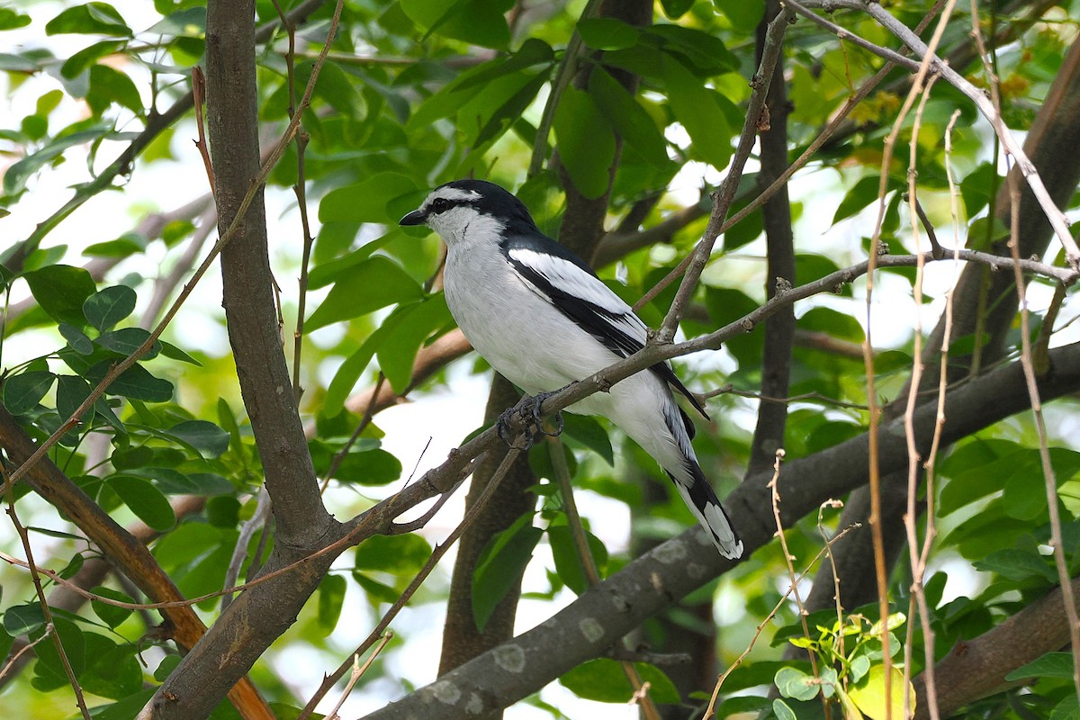 Pied Triller - ML643739678