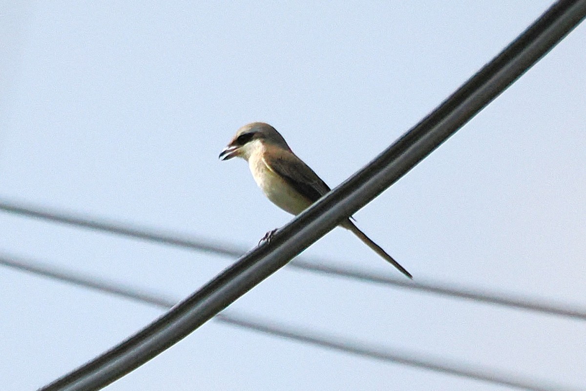 Brown Shrike - ML643739686