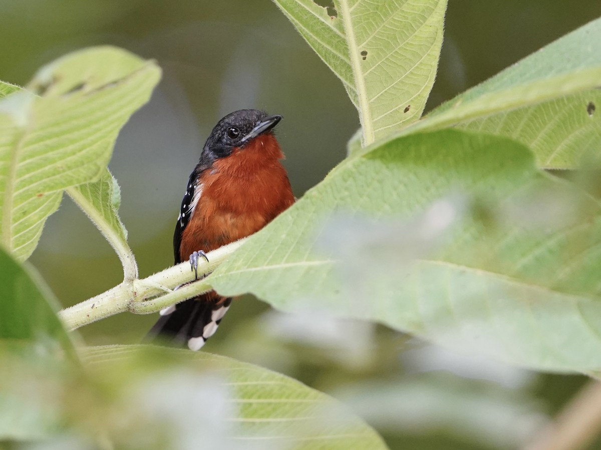 Dot-winged Antwren - ML643739688