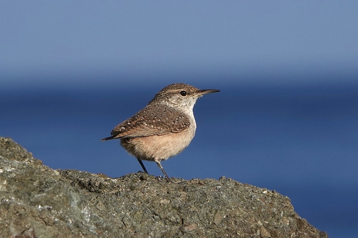 Rock Wren - ML643739691