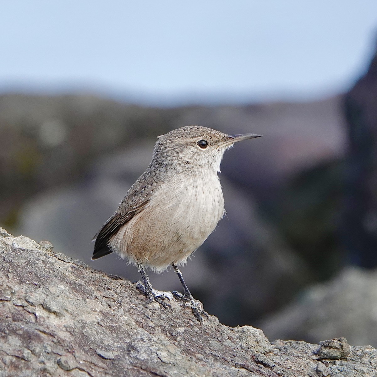 Rock Wren - ML643739692