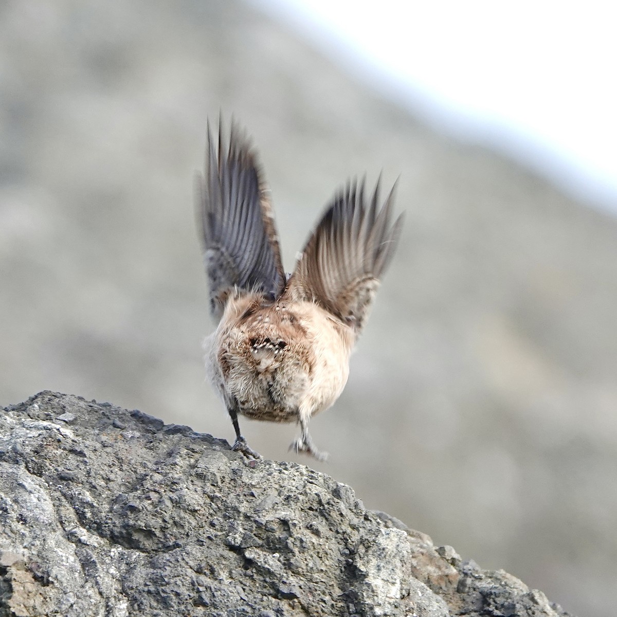 Rock Wren - ML643739693