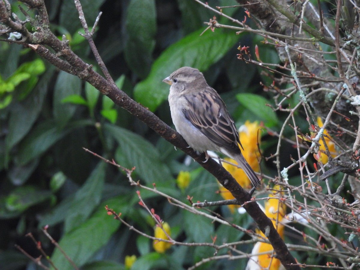 House Sparrow - ML643739700