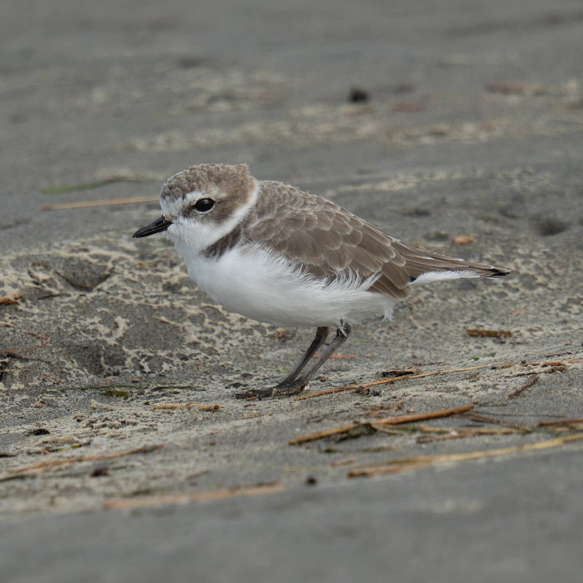 Snowy Plover - ML643739713