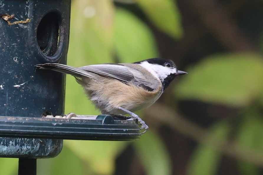 Black-capped Chickadee - ML643739714