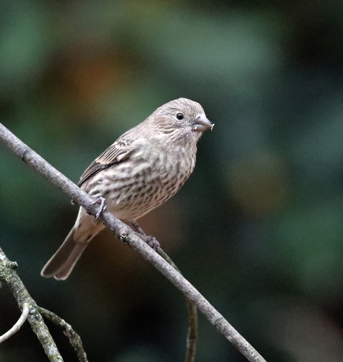 House Finch - ML643739718