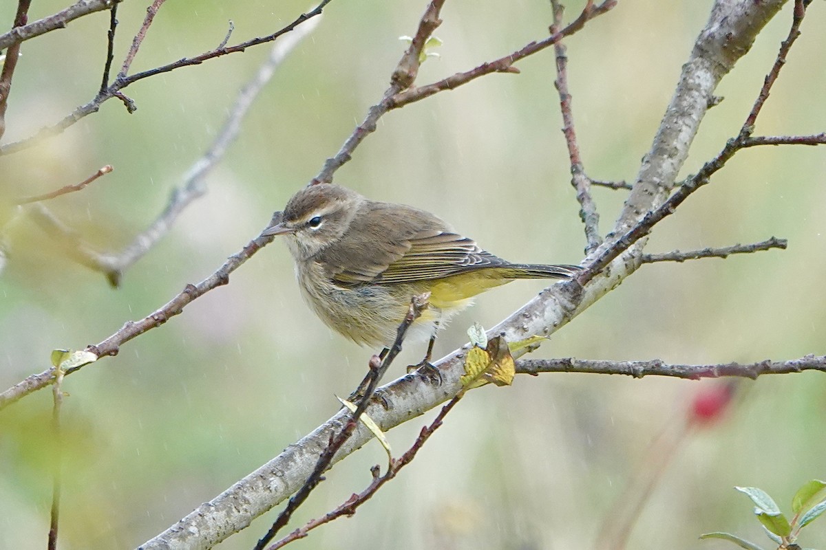 Palm Warbler (Western) - ML643739720