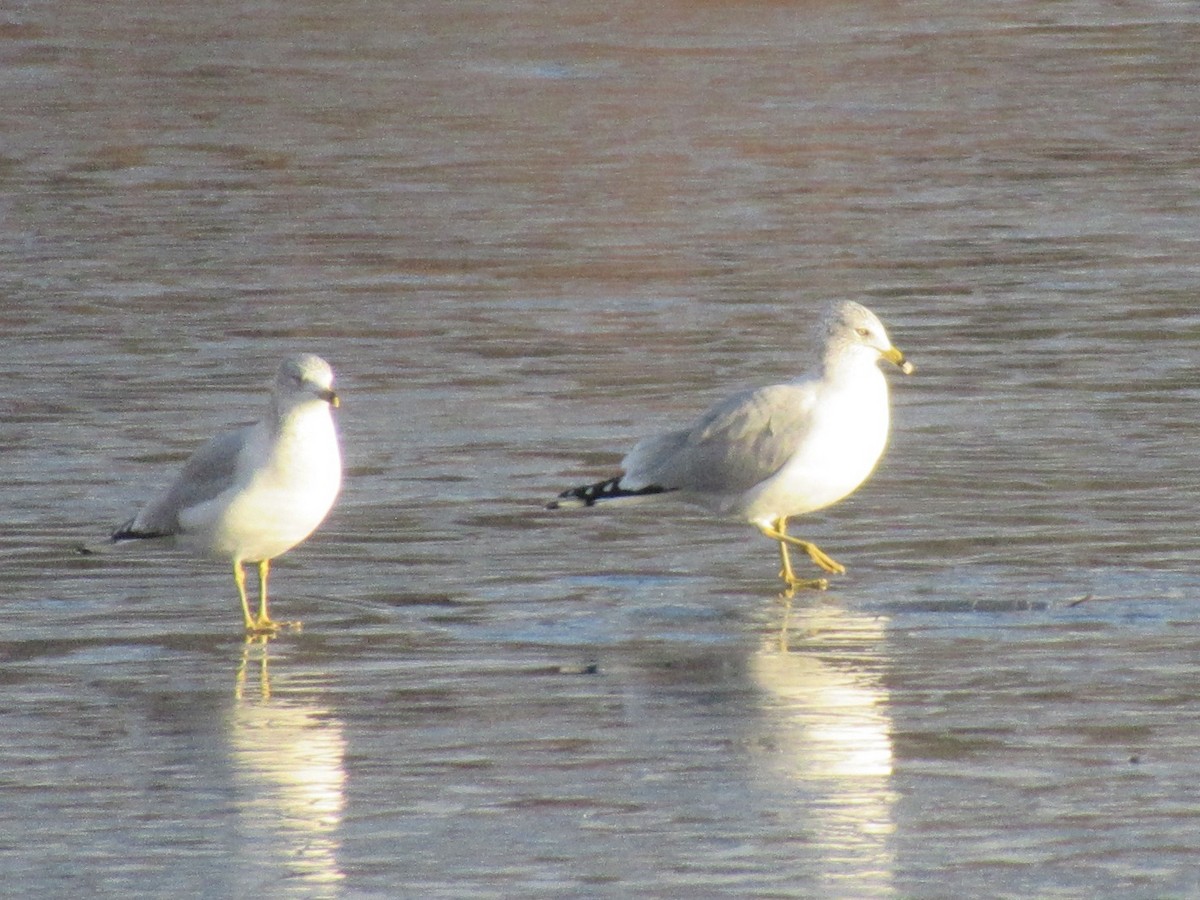 Ring-billed Gull - ML643739728