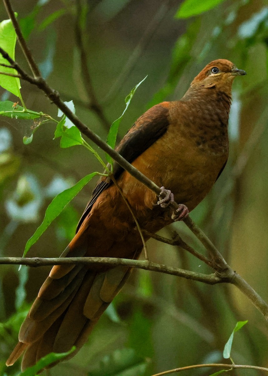 Brown Cuckoo-Dove - ML643739730