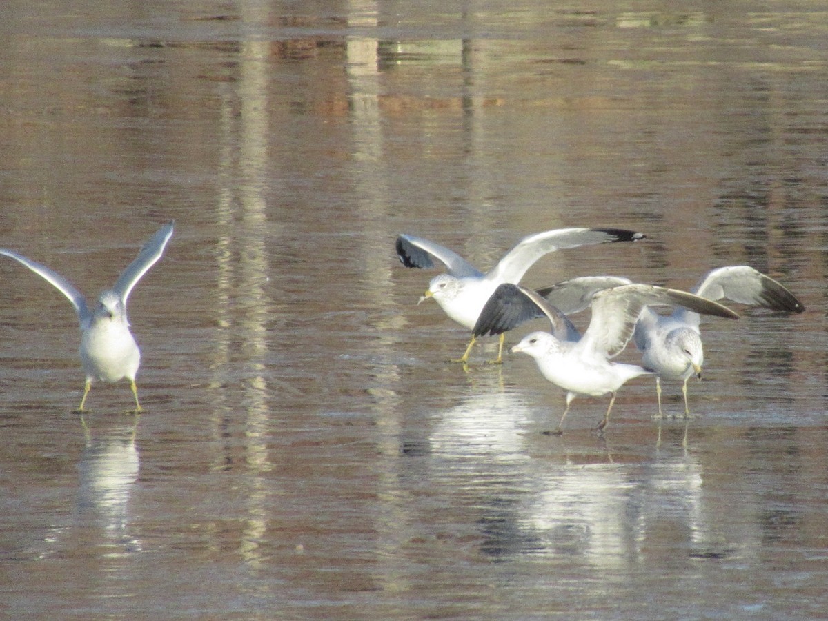 Ring-billed Gull - ML643739731