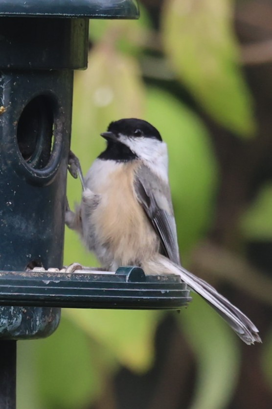 Black-capped Chickadee - ML643739732