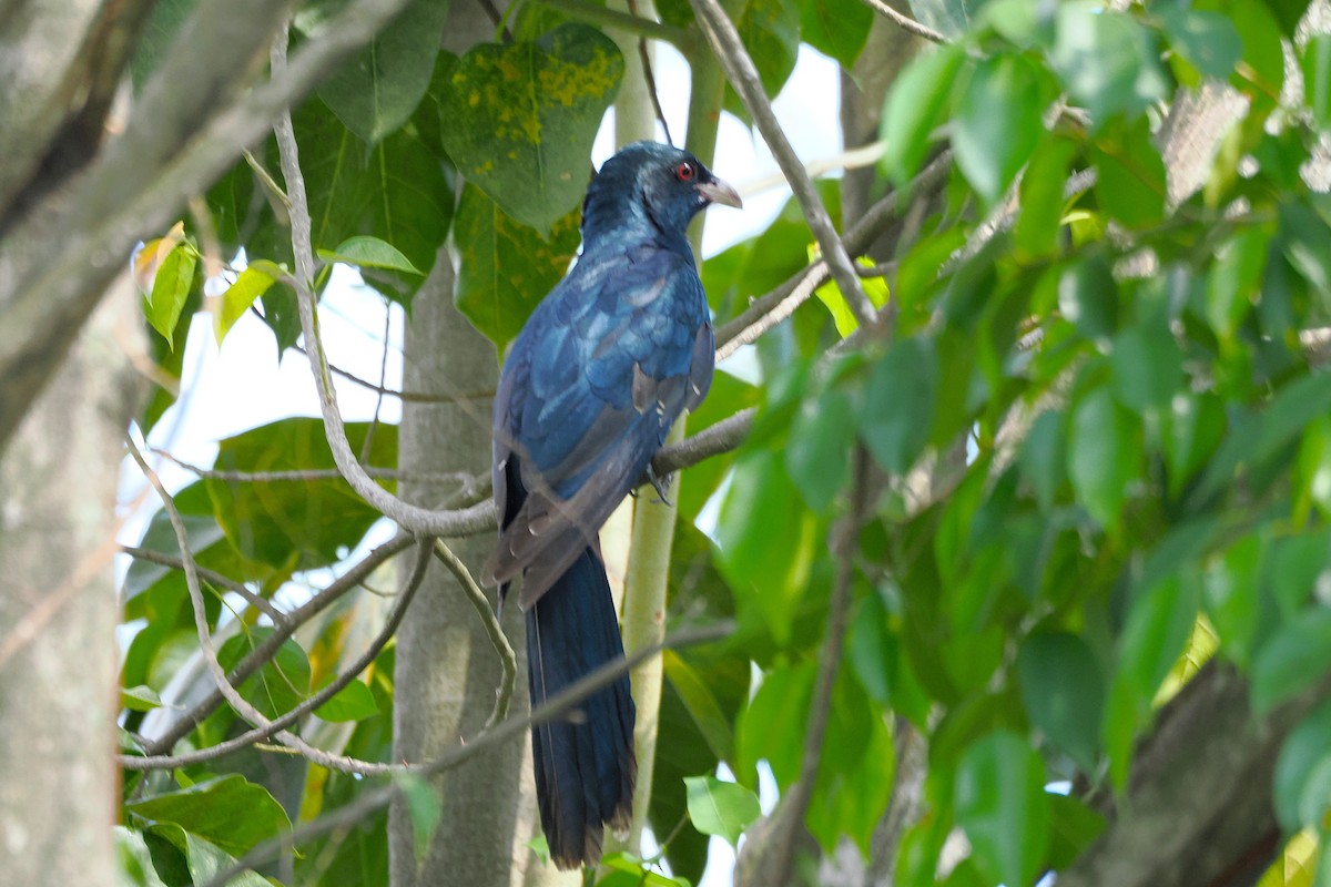 Asian Koel - ML643739733