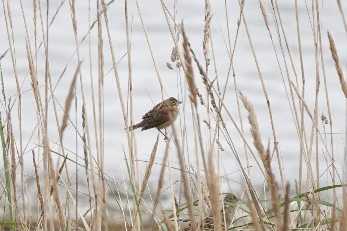 Dickcissel - ML643739739