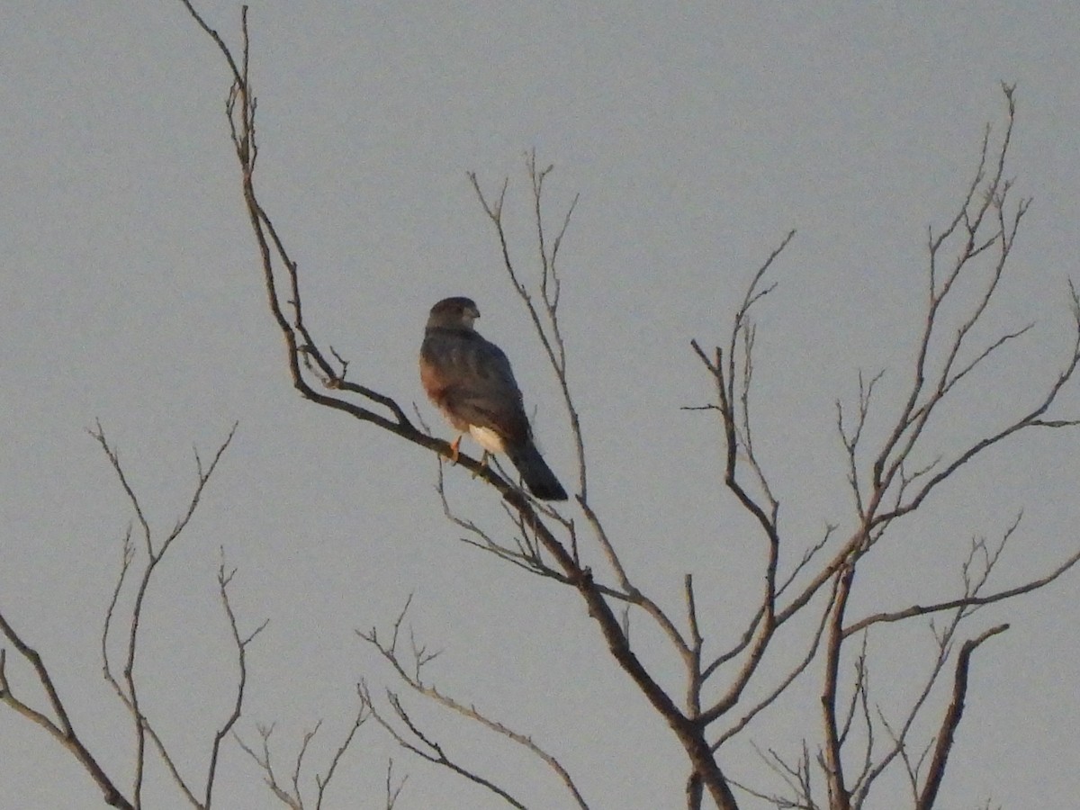 Cooper's Hawk - ML643739740
