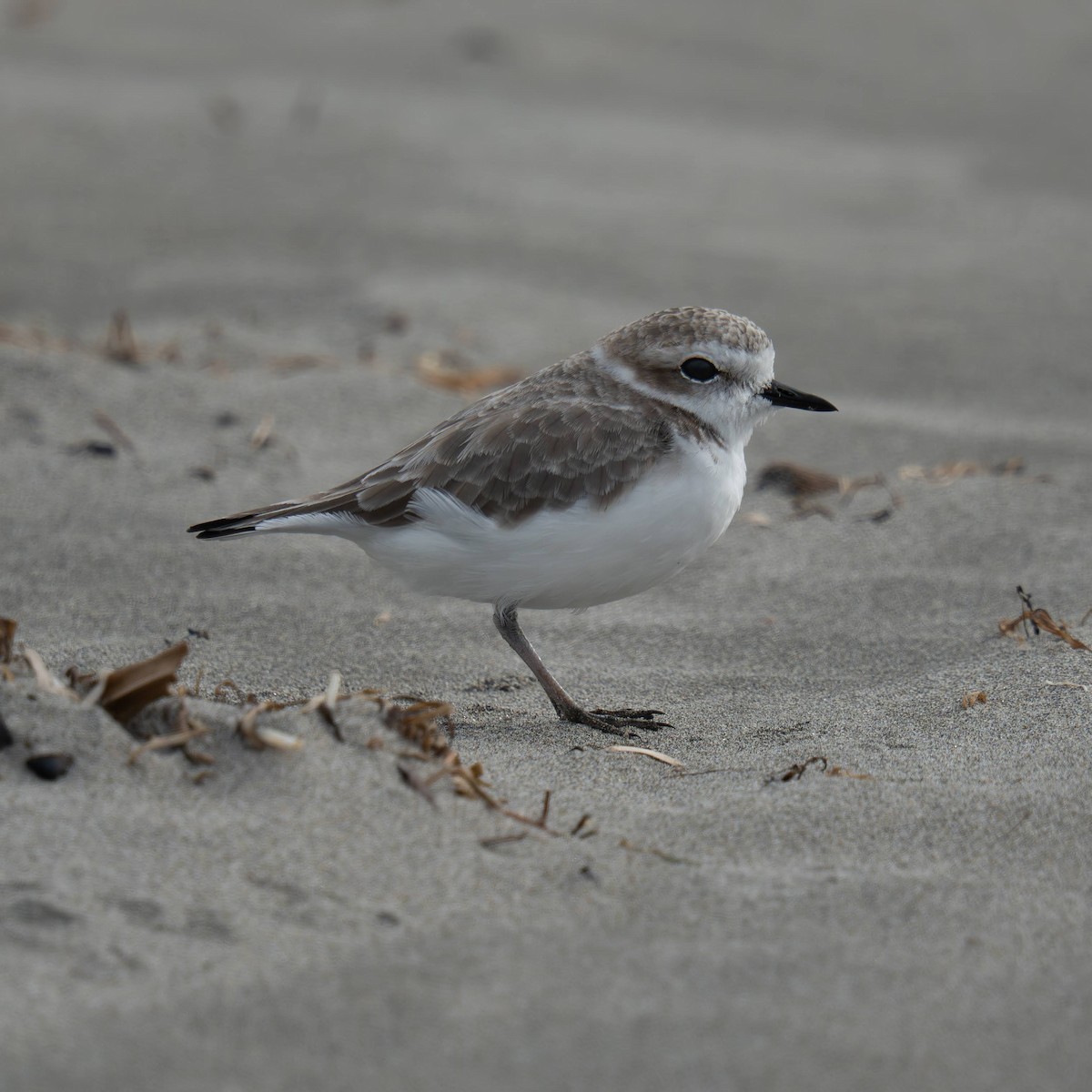 Snowy Plover - ML643739745