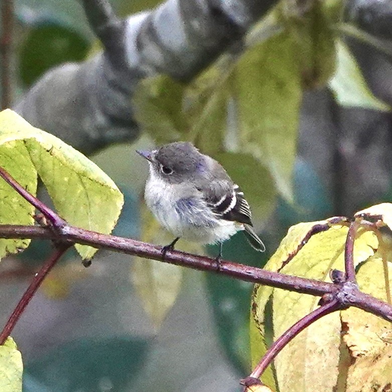 Least Flycatcher - ML643739757