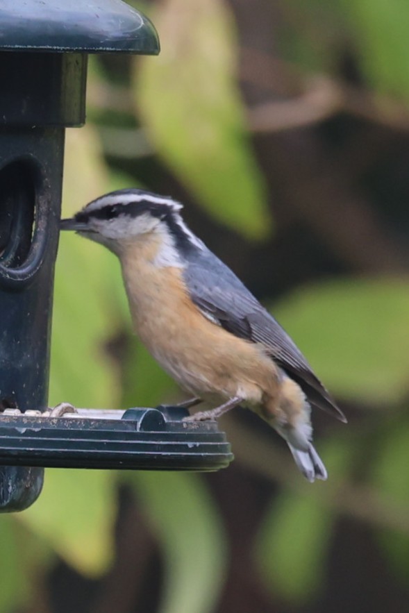 Red-breasted Nuthatch - ML643739766